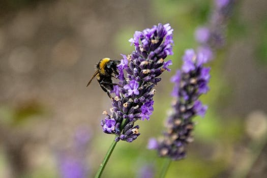 Bumblebee gathering nectar on vibrant lavender flower, showcasing nature's pollination.