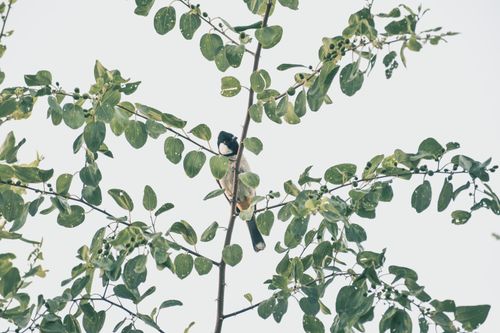 Free stock photo of animal, birdonbranch, capbird Stock Photo