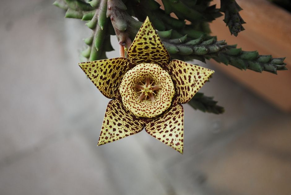 Huerniopsis