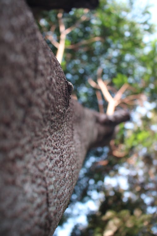 無料 茶色の小枝のマクロ撮影 写真素材