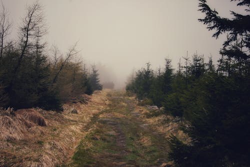 Foto d'estoc gratuïta de amb boira, arbres, bosc