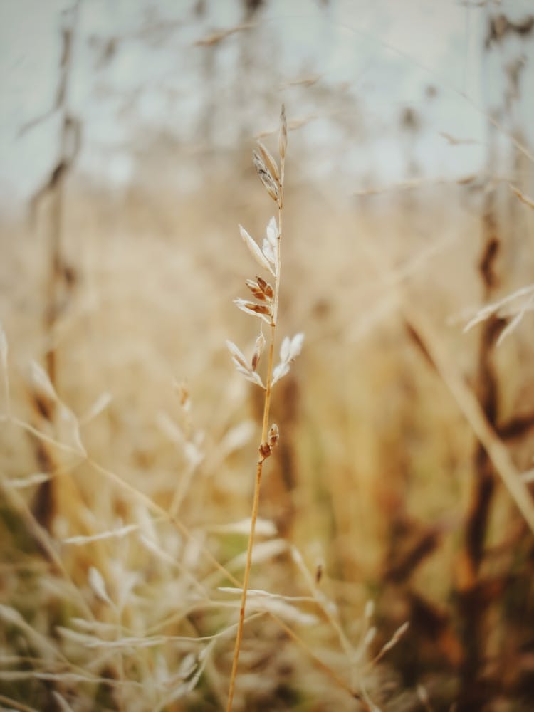 
A Close-Up Shot Of A Dry Ryegrass