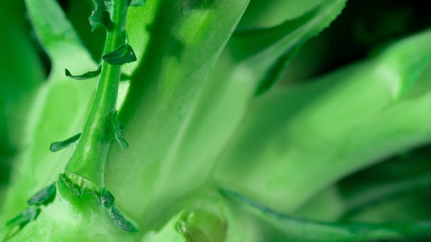 Macro close-up of vibrant green broccoli stems, highlighting fresh and organic texture.