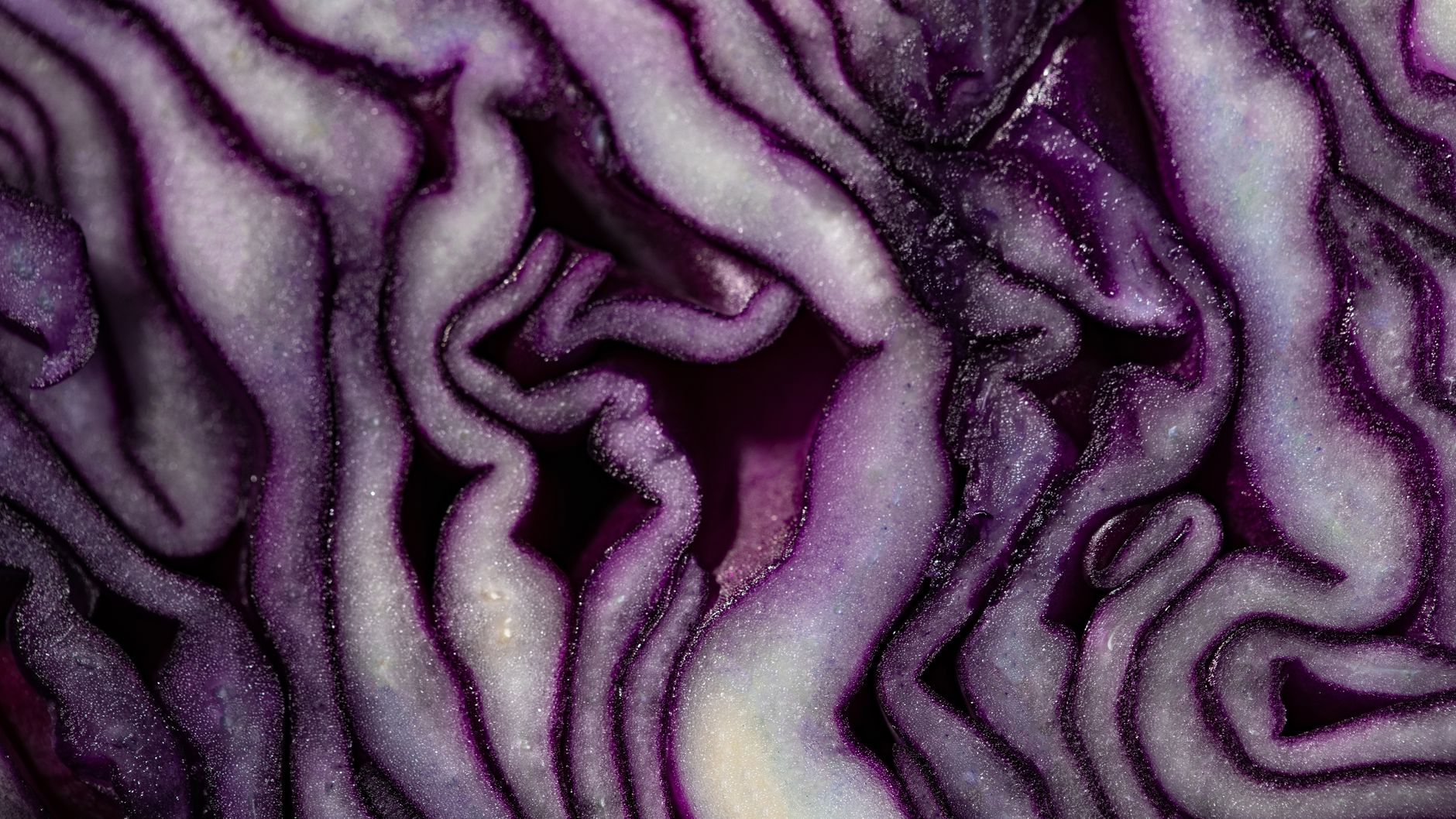 Detailed macro photo of a purple cabbage showcasing patterns and textures.