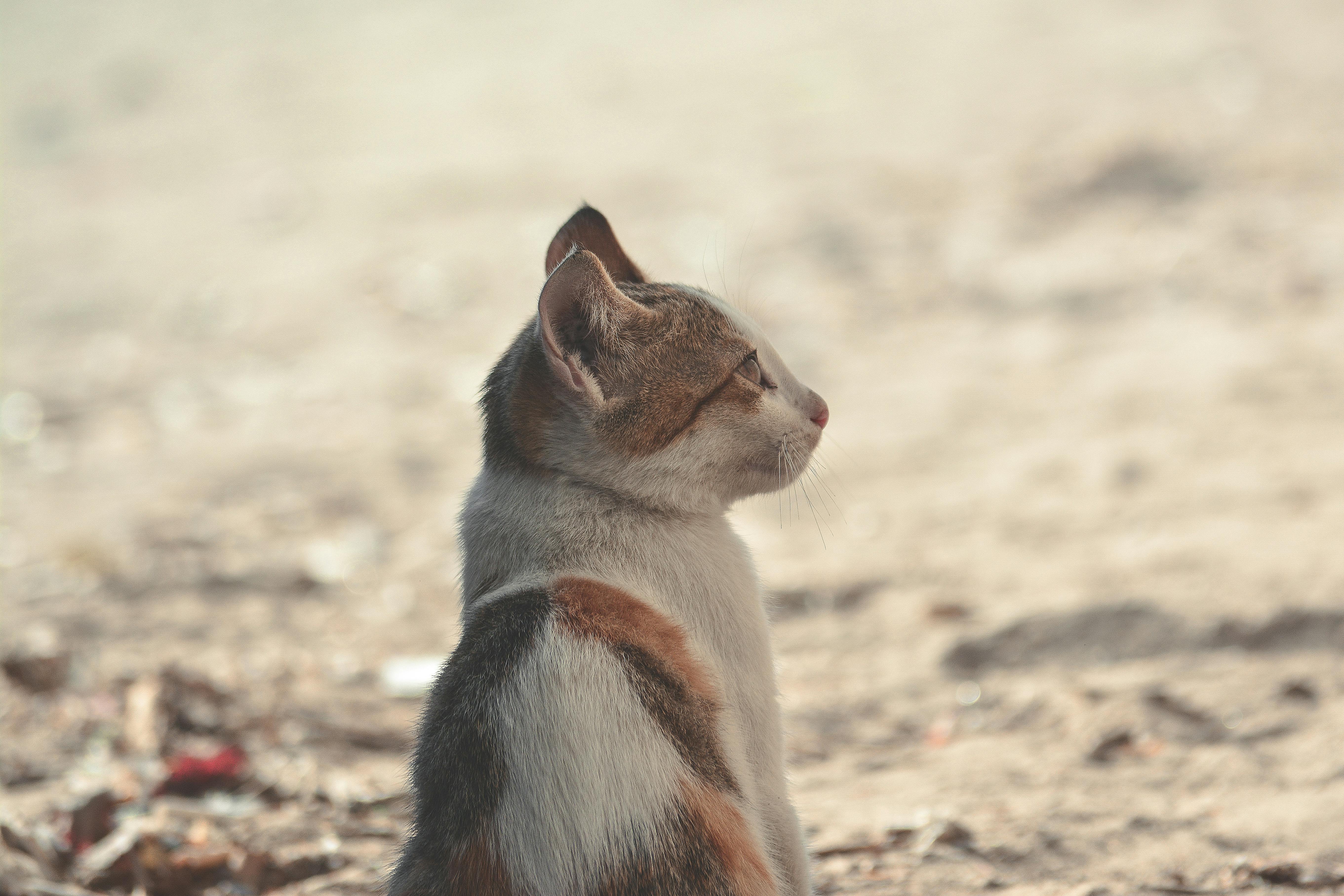 short coated black orange white cat