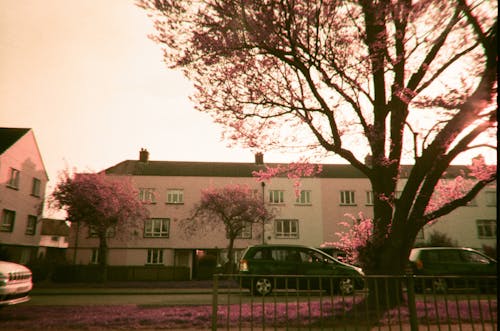 Photos gratuites de arbres, garé, maisons