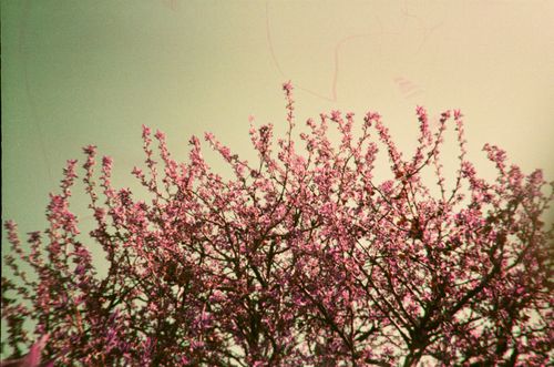 Free A vintage photograph of a blossoming tree with pink flowers against a clear sky, in sepia tones. Stock Photo