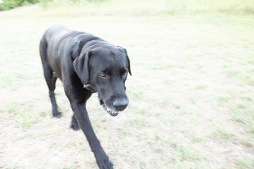 Fotos de stock gratuitas de perro perdiguero de labrador negro