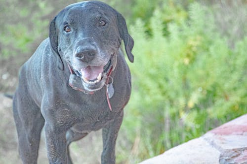 Fotos de stock gratuitas de labrador negro