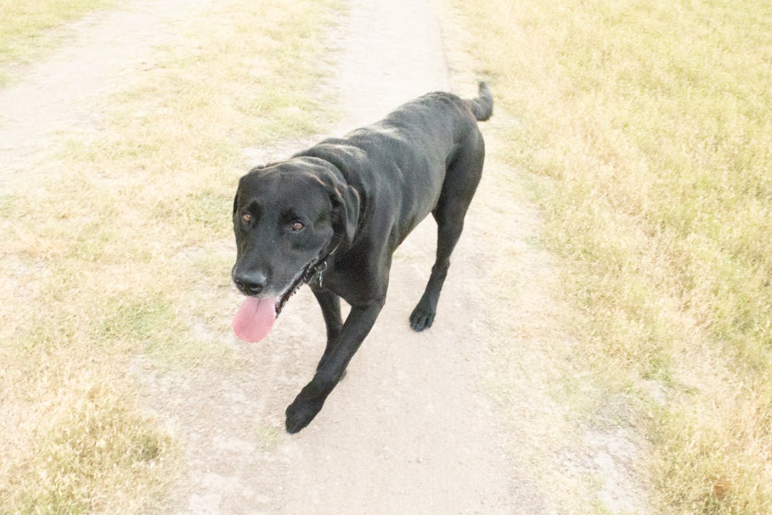 Fotos de stock gratuitas de blacklab en camino