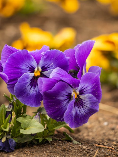 Free A Close-Up Shot of Purple Pansy Flowers Stock Photo