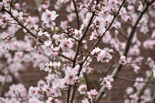 A Close-Up Shot of Cherry Blossoms in Bloom