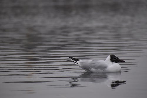 Free 
A Grayscale of a Black-Headed Gull in the Water Stock Photo