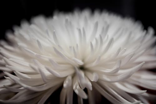 免费 白色花瓣花的选择性聚焦摄影 素材图片