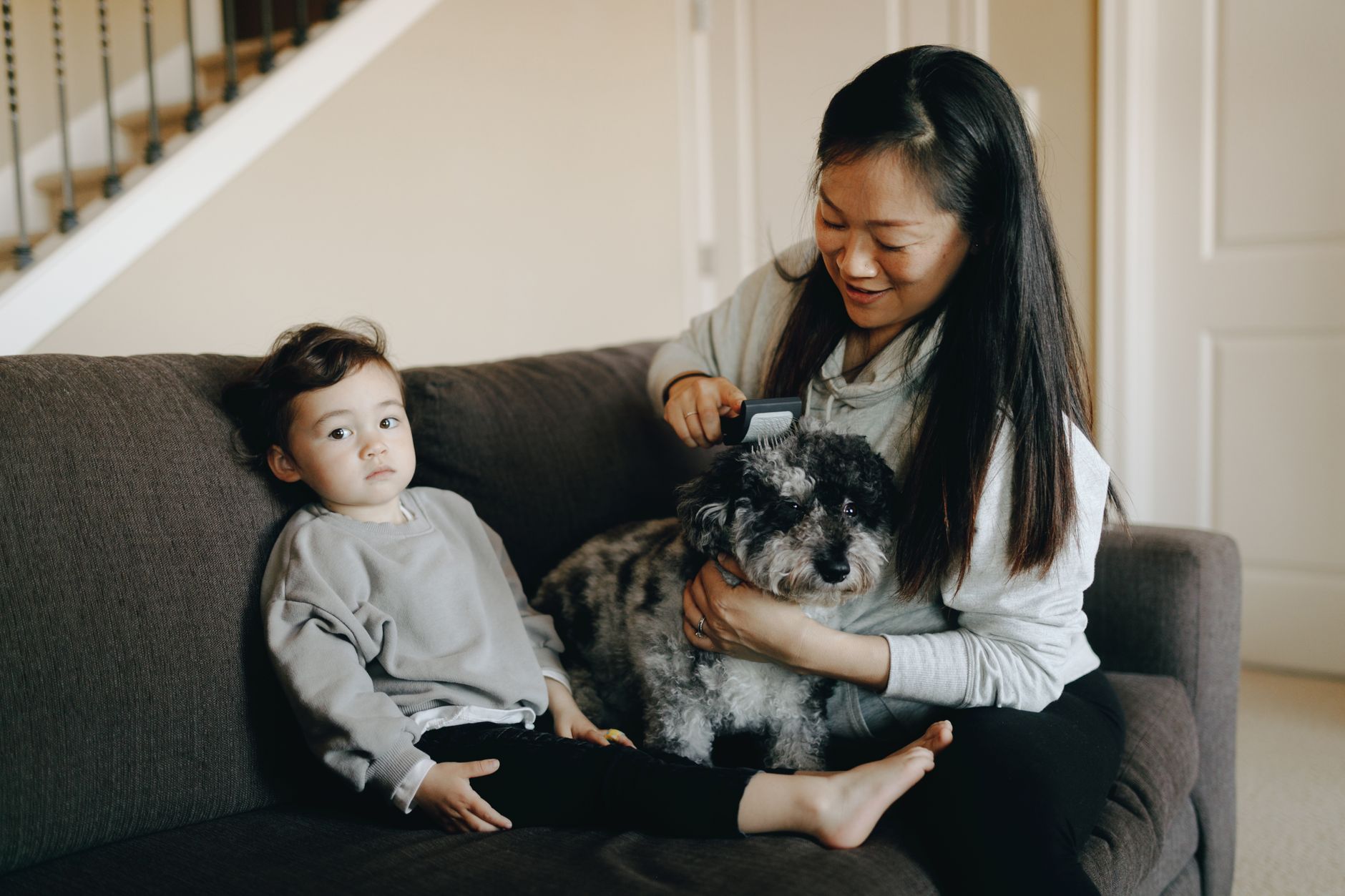 Dog parent combing a dog on the sofa in an apartment living room