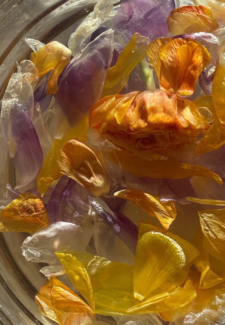 Colorful Gentle Petals In Water In Bowl