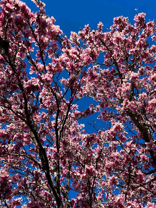 From below of pink blossoms of blooming cherry tree growing in park against bright cloudless blue sky on sunny day