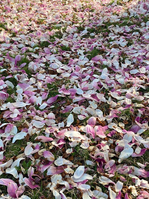 From above of grassy meadow covered with fallen gentle aromatic petals of magnolia tree on sunny day