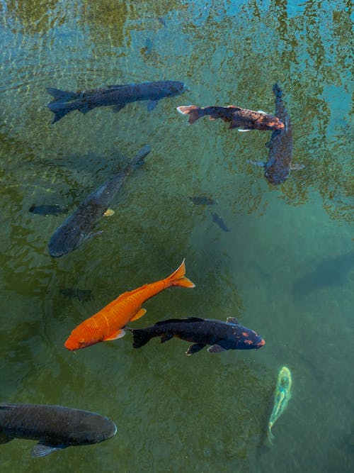 From above of black and orange koi carp fish swimming in clear lake water in park