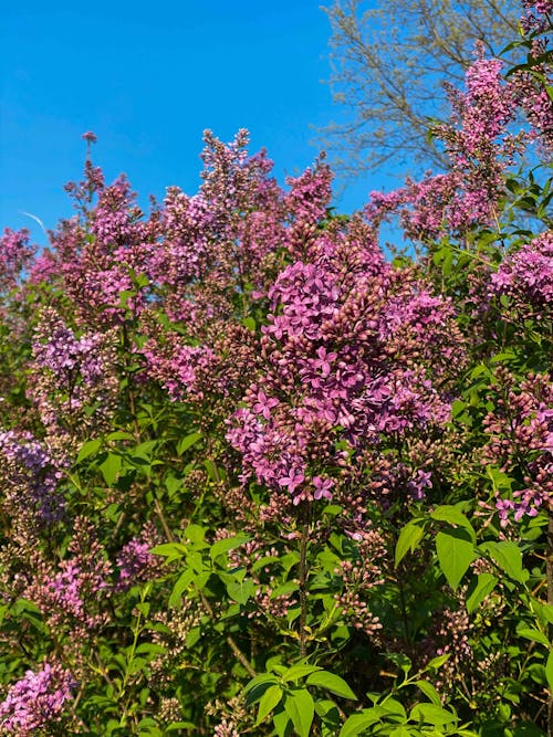 Blooming Syringa vulgaris bush against bright blue sky
