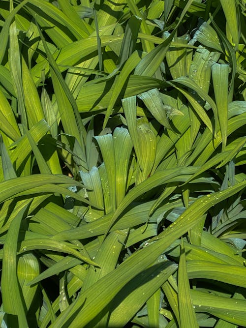 Natural background of lush fresh carex plantain plant with water drops on green leaves growing in garden on sunny day