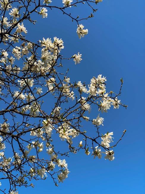 Pulasari (Alyxia stellata) - Featured Image