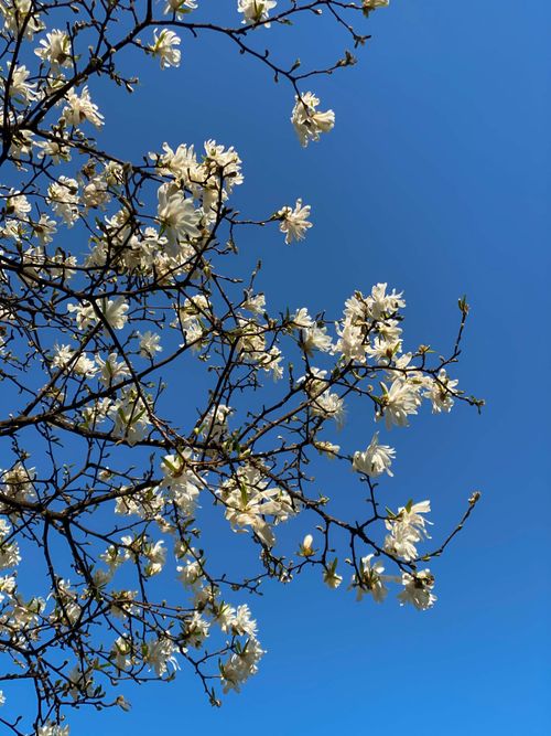 Free From below of curvy twigs of blooming star magnolia tree with gentle white blossoms against clear blue sky on sunny day Stock Photo