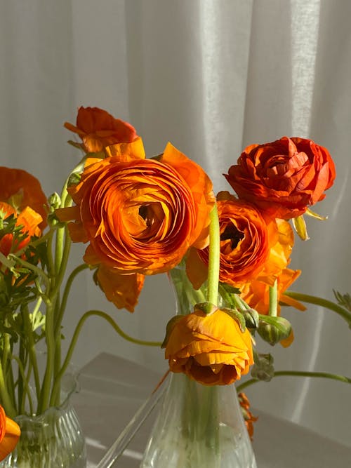 Vases of delicate Ranunculus asiaticus flowers arranged on table