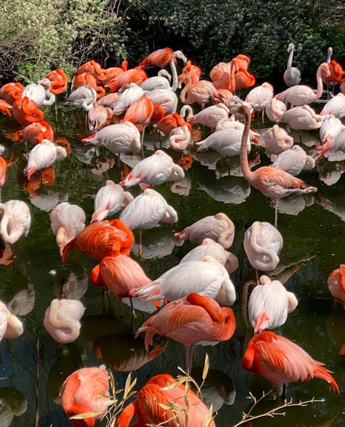 Kostenloses Stock Foto zu fauna, federn, flamingo
