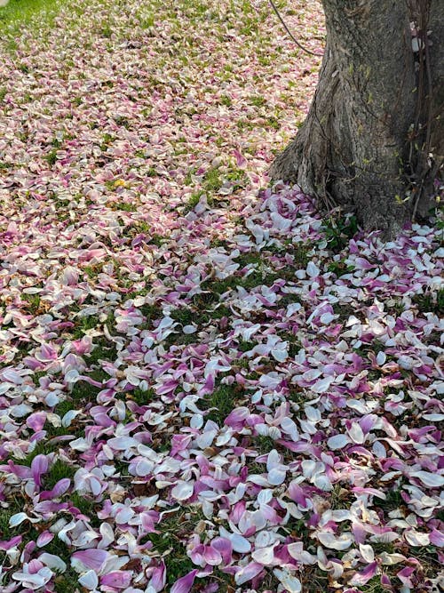 Imagine de stoc gratuită din afară, anotimp, arbore