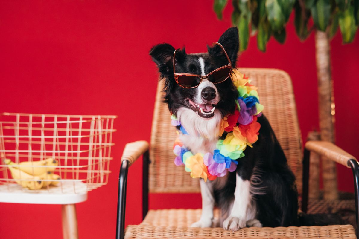 Köpek pençesi izi ve renkli oyun tokası ile köpek temalı dekor