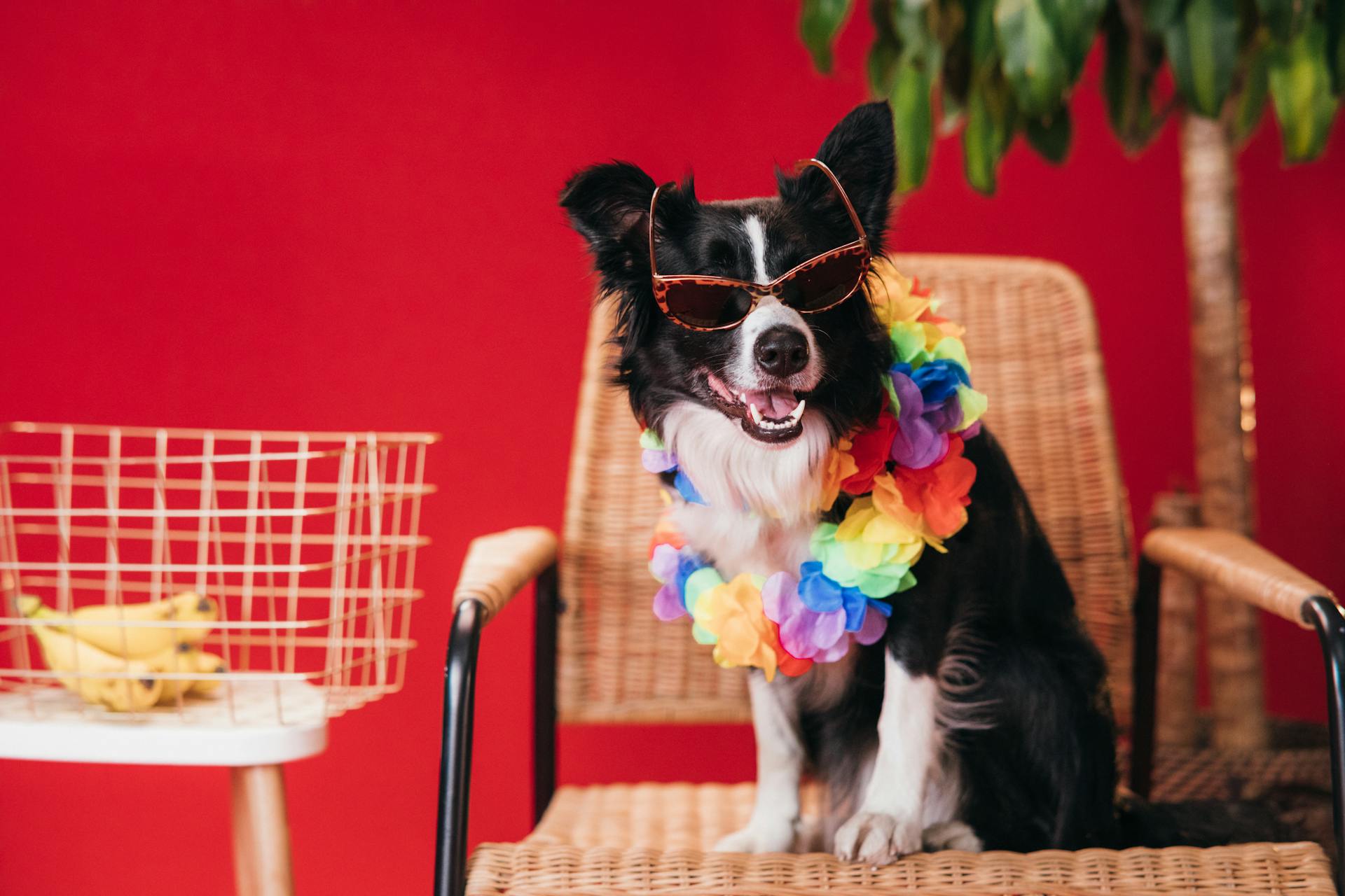 Black and White Border Collie Sitting on Brown Wicker Armchair