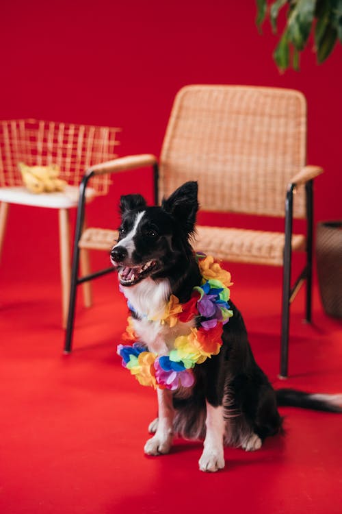 Black and White Border Collie Wearing a Garland