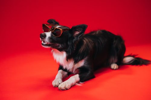 Free Cute Border Collie dog wearing sunglasses on a vivid red background during a studio photo shoot. Stock Photo