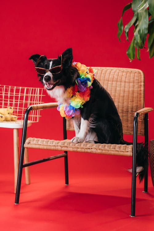 Black and White Border Collie Sitting on Brown Wicker Armchair