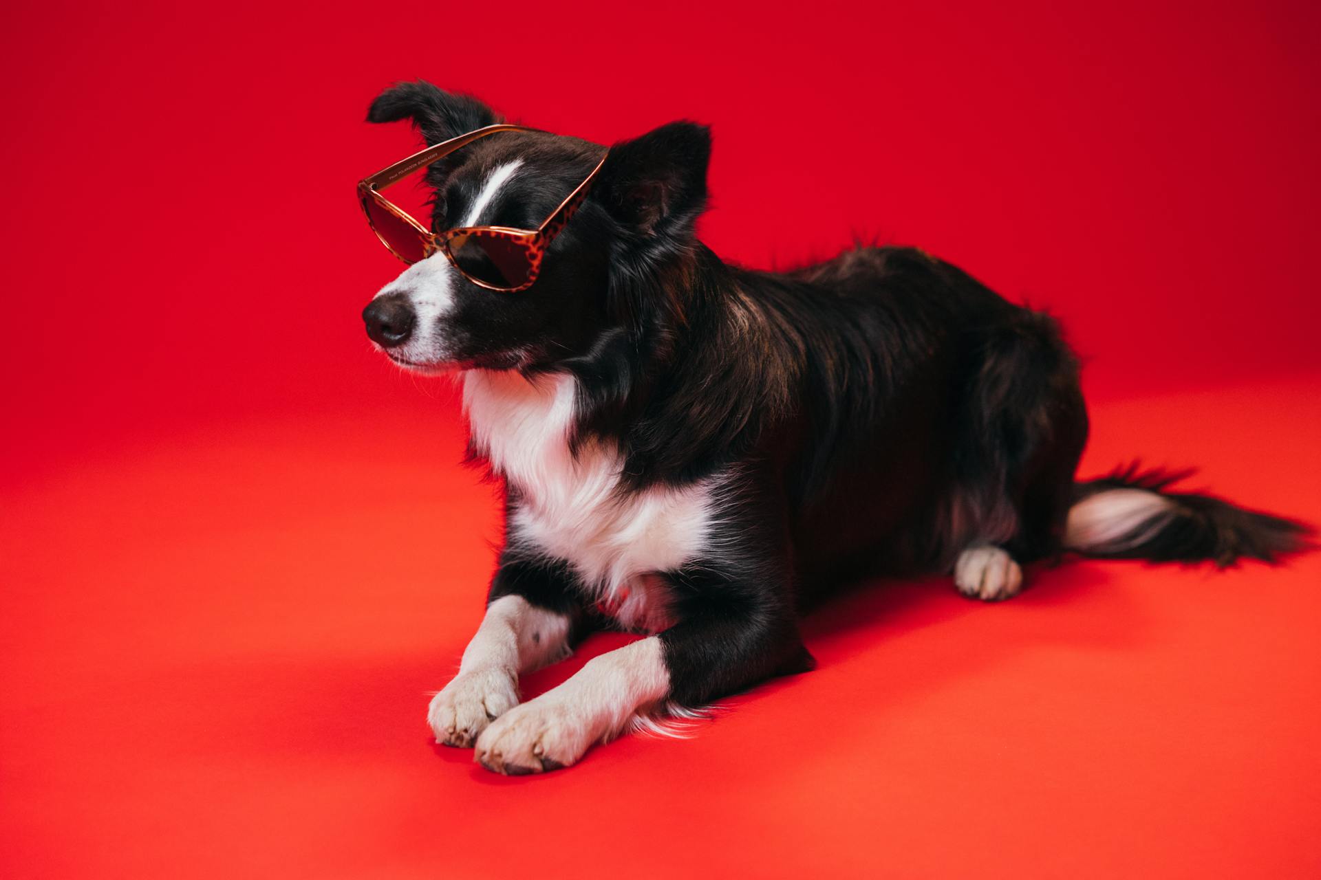 Le border collie noir et blanc porte des lunettes de soleil