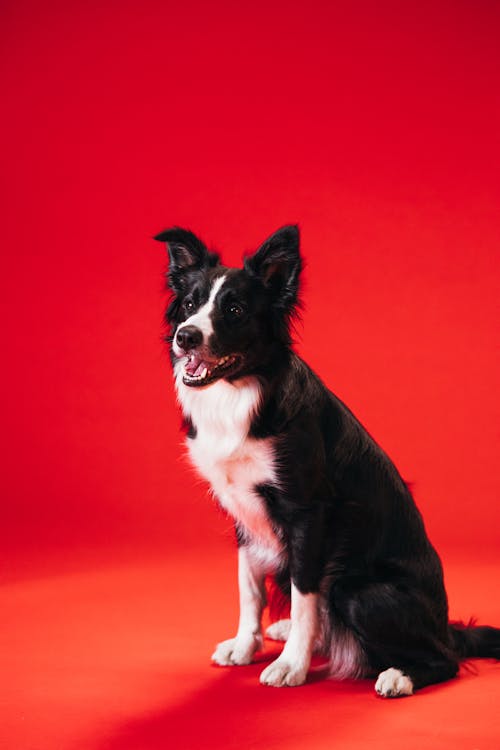 A Black and White Border Collie 