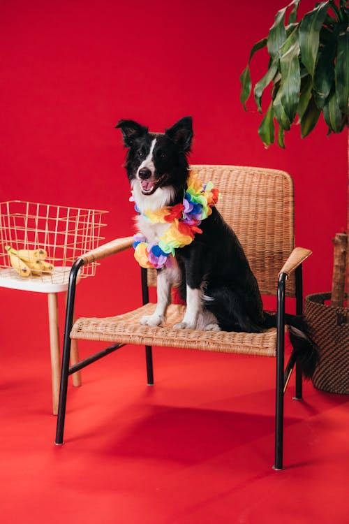 Black and White Border Collie Sitting on Brown Wicker Armchair