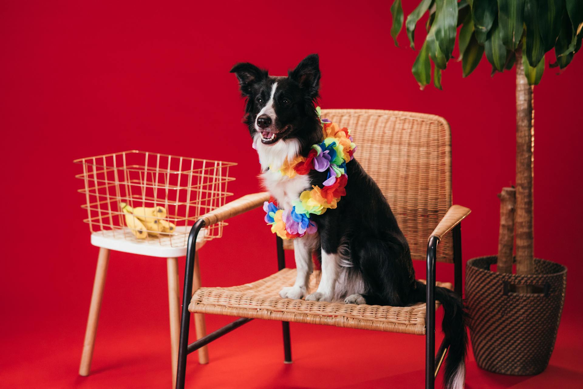 Black and White Border Collie Sitting on Brown Wicker Armchair