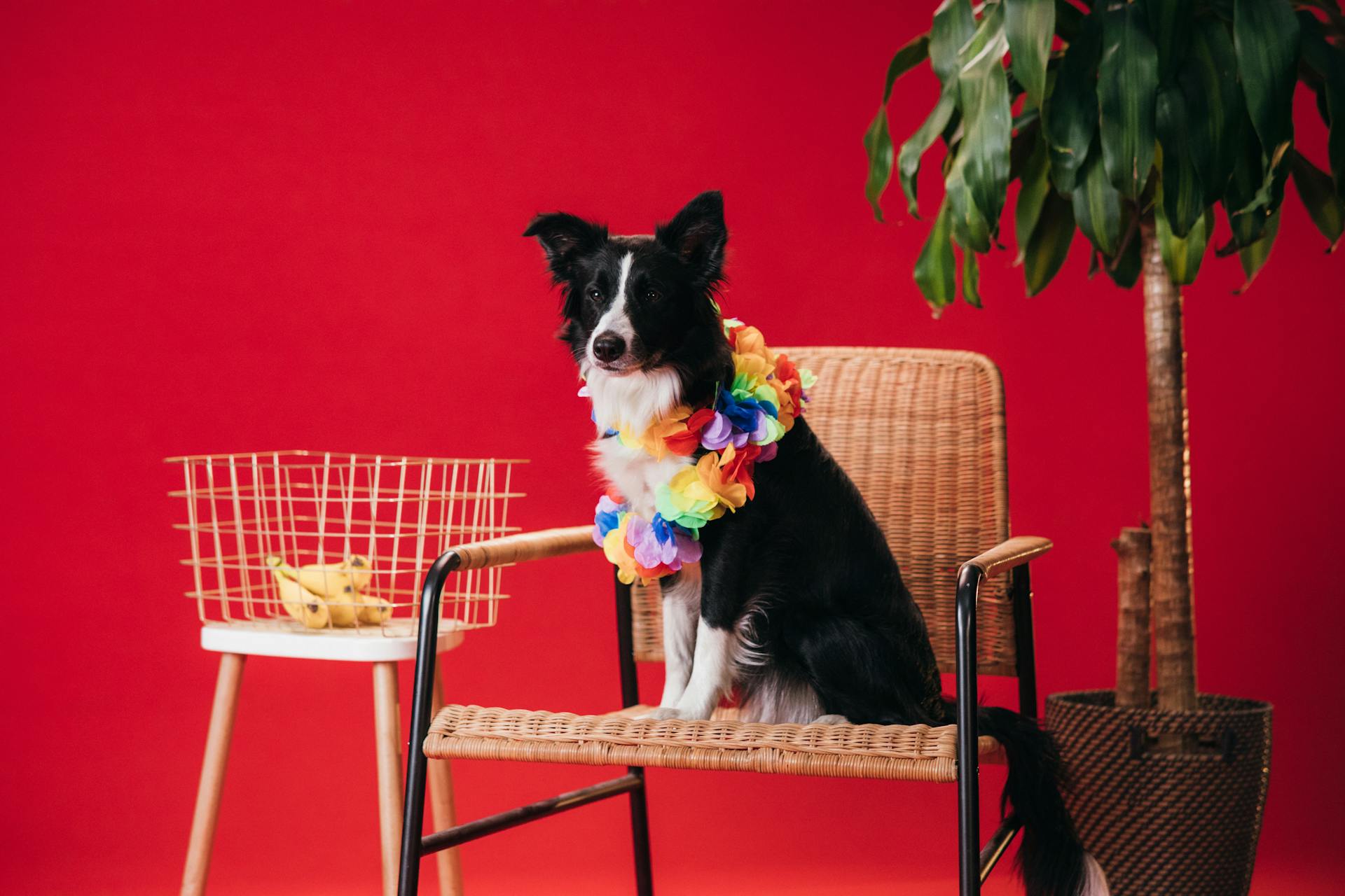 Black and White Border Collie Sitting on Brown Wicker Armchair