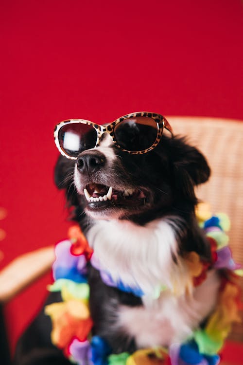 Close-Up Photo of a Border Collie Wearing Sunglasses