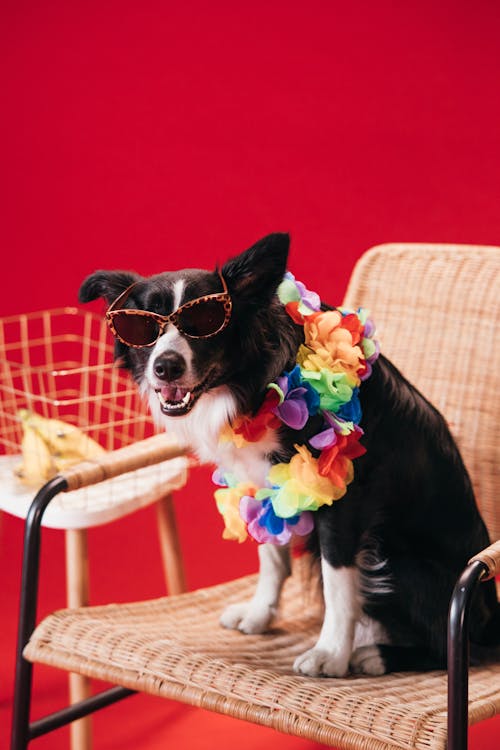 Black and White Border Collie Wearing Sunglasses