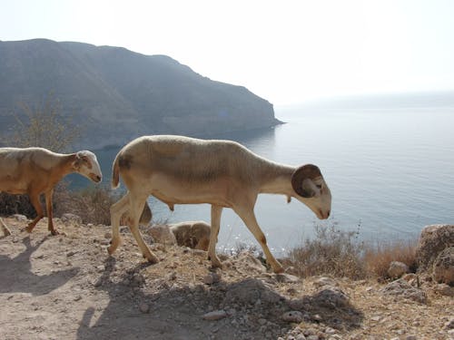 Foto profissional grátis de abismo, andando, animal