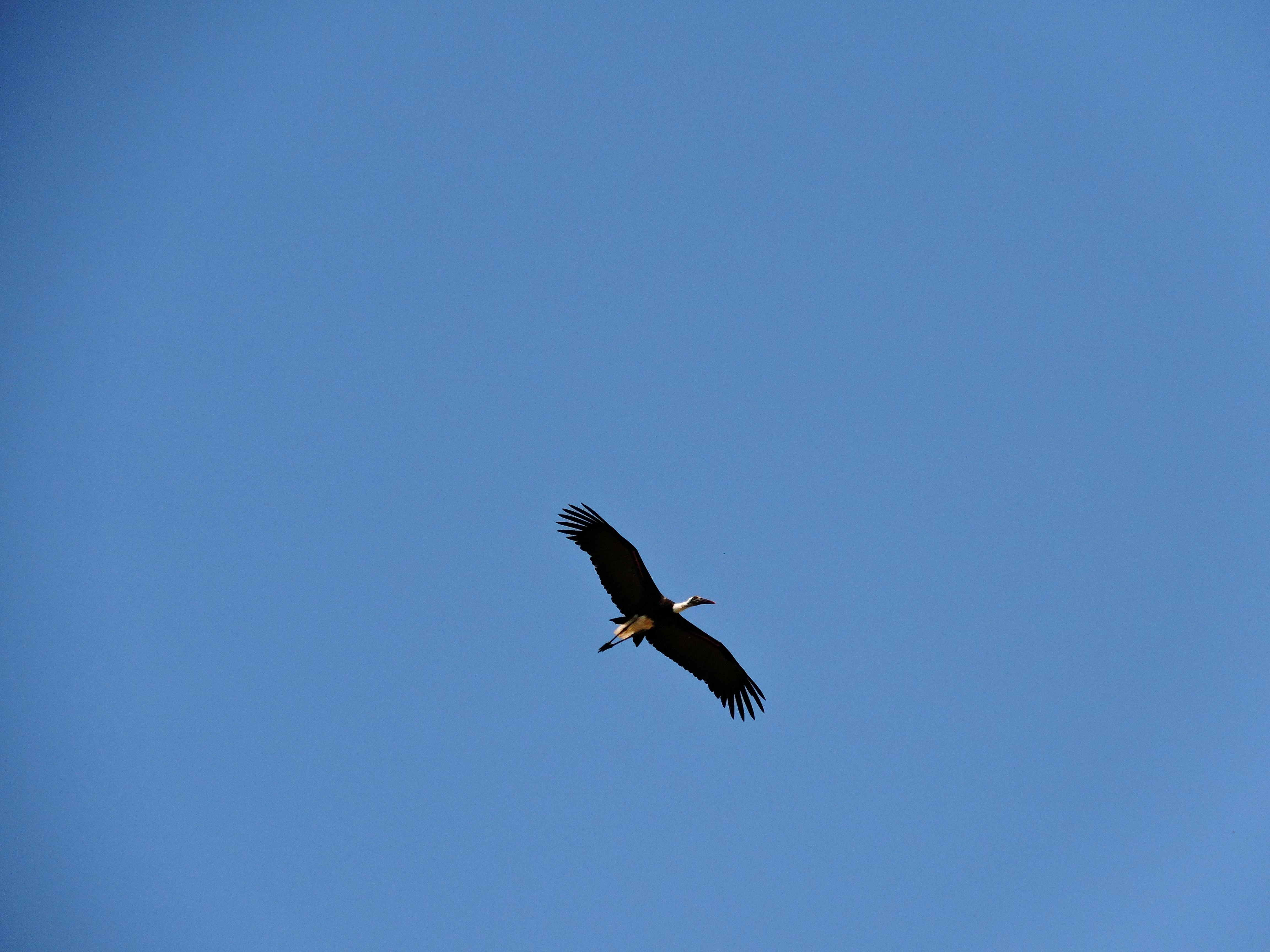 Difference Between Temporary And Permanent Crown Difference