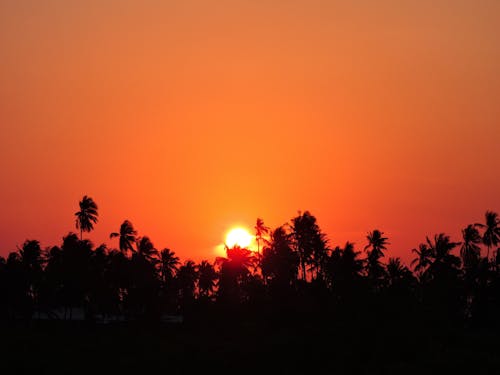 Free stock photo of morning sun, palm trees