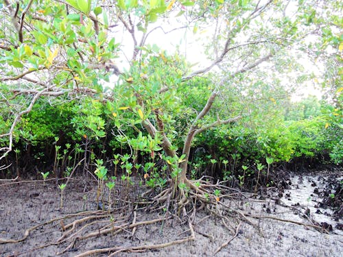 Free stock photo of coastal, low tide, mangrove