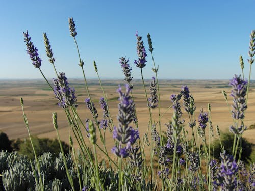 Foto profissional grátis de lavanda