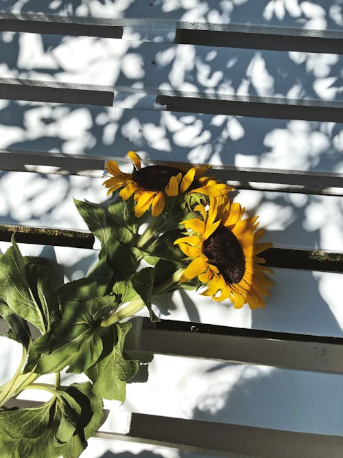 可愛, 向日葵, 夏天 的 免費圖庫相片
