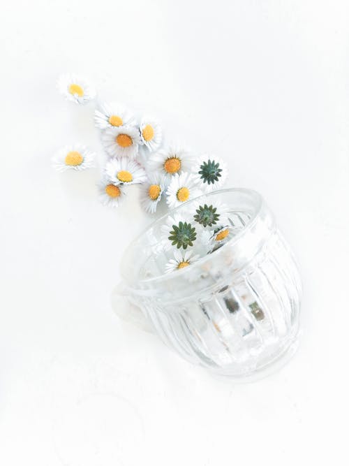 Free White Daisy Flowers in Clear Glass Vase Stock Photo