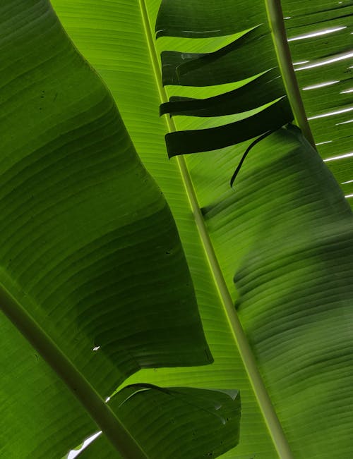 Free 

A Close-Up Shot of Green Banana Leaves Stock Photo